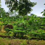 Lumbini Valley biodynamic experimental tea garden
