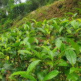 Lumbini Valley biodynamic experimental tea garden