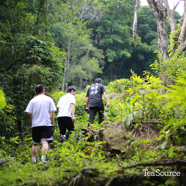 Daredevil Oolong tea plants
