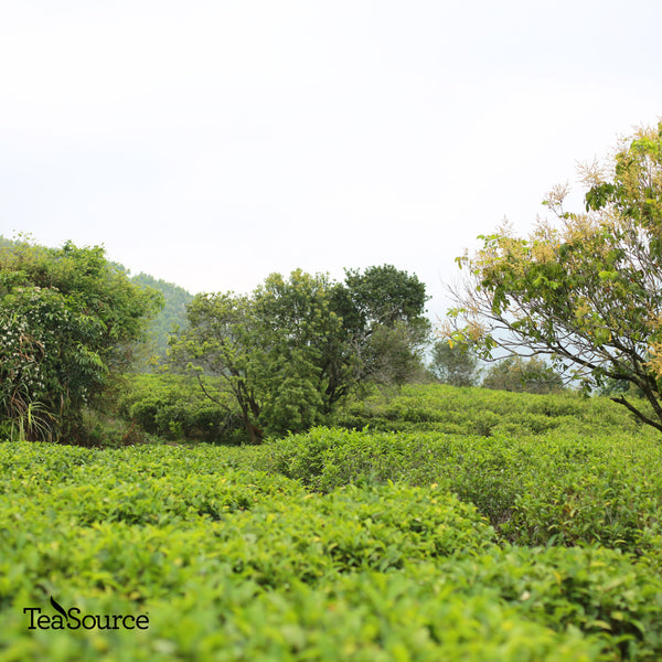 Daredevil Oolong fields