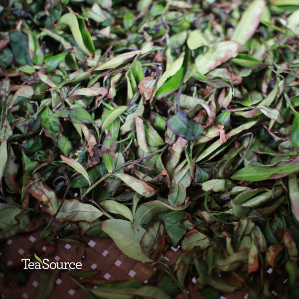 Daredevil Oolong withering