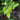 Daredevil Oolong tea plants