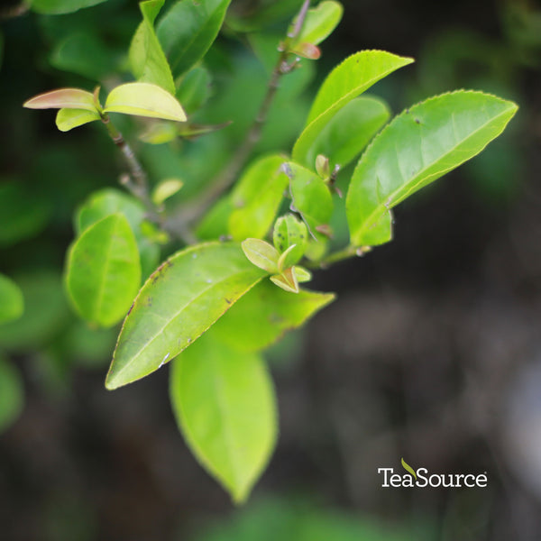 Daredevil Oolong tea plants