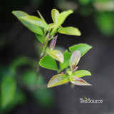 Daredevil Oolong tea plants