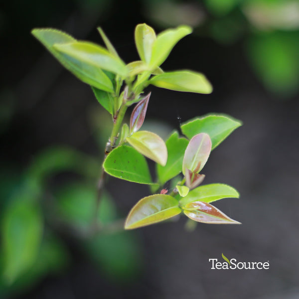 Daredevil Oolong tea plants