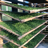 Withering tea leaves for Fieldstone white tea