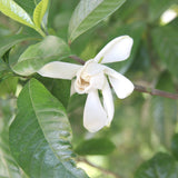 Gardenia Puer | Ripe (Shu) Puer Tea