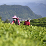 Homestead | Green Tea