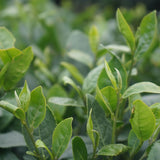 Homestead | Green Tea