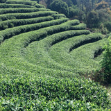 Homestead | Green Tea