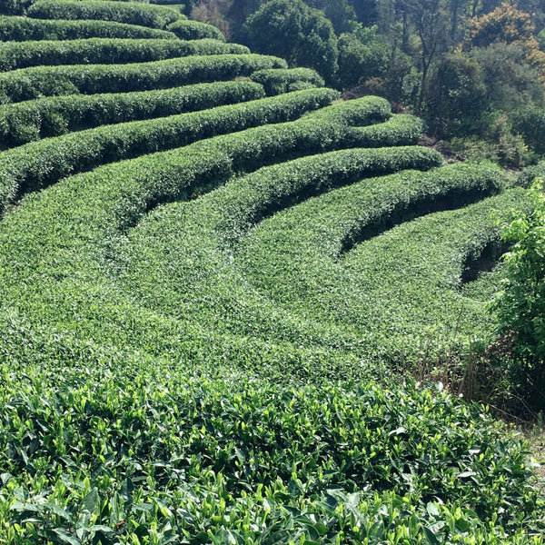 Homestead | Green Tea