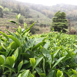 Quiet Creek Tieguanyin oolong tea