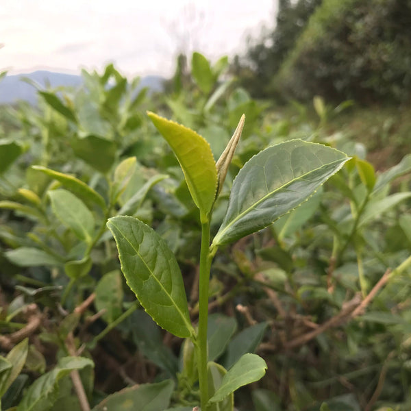 Book of Spells Tieguanyin | Oolong Tea