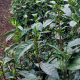 Tea plants grown from seedling