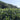 Wildflower White Tea Field