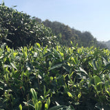 Wildflower White Tea