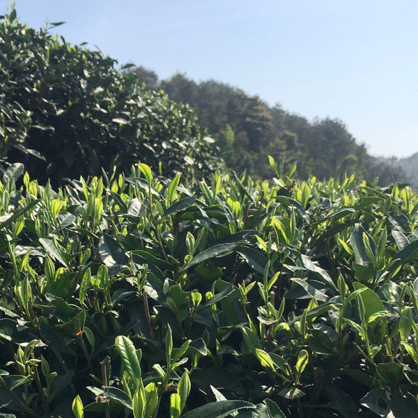 Wildflower White Tea
