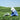 Picking Wildflower White Tea