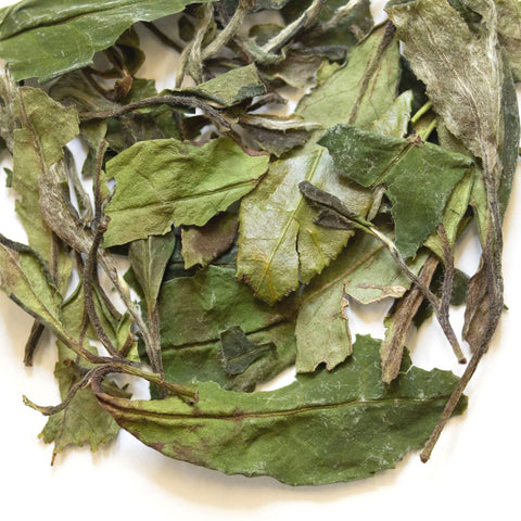 Spring Rain Bai Mu Dan | White Tea